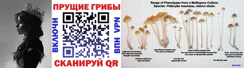 купить наркоту Стрежевой KRAKEN маркетплейс Галлюциногенные грибы мицелий